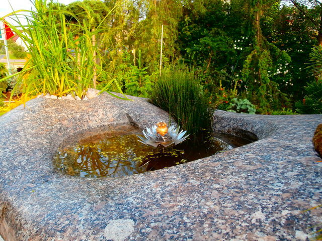 Seerosen – Foto 21