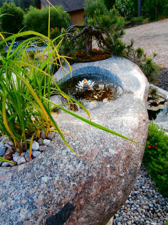 Seerosen – Foto 1