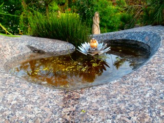 Seerosen – Foto 5