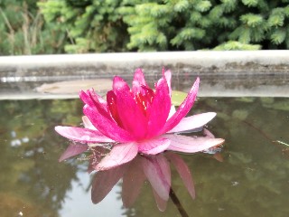 Seerosen – Foto 13