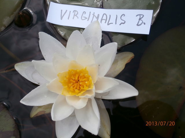 Seerosen – Foto 40