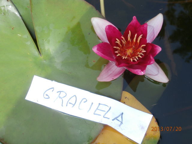 Seerosen – Foto 45