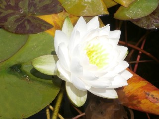 Seerosen – Foto 15